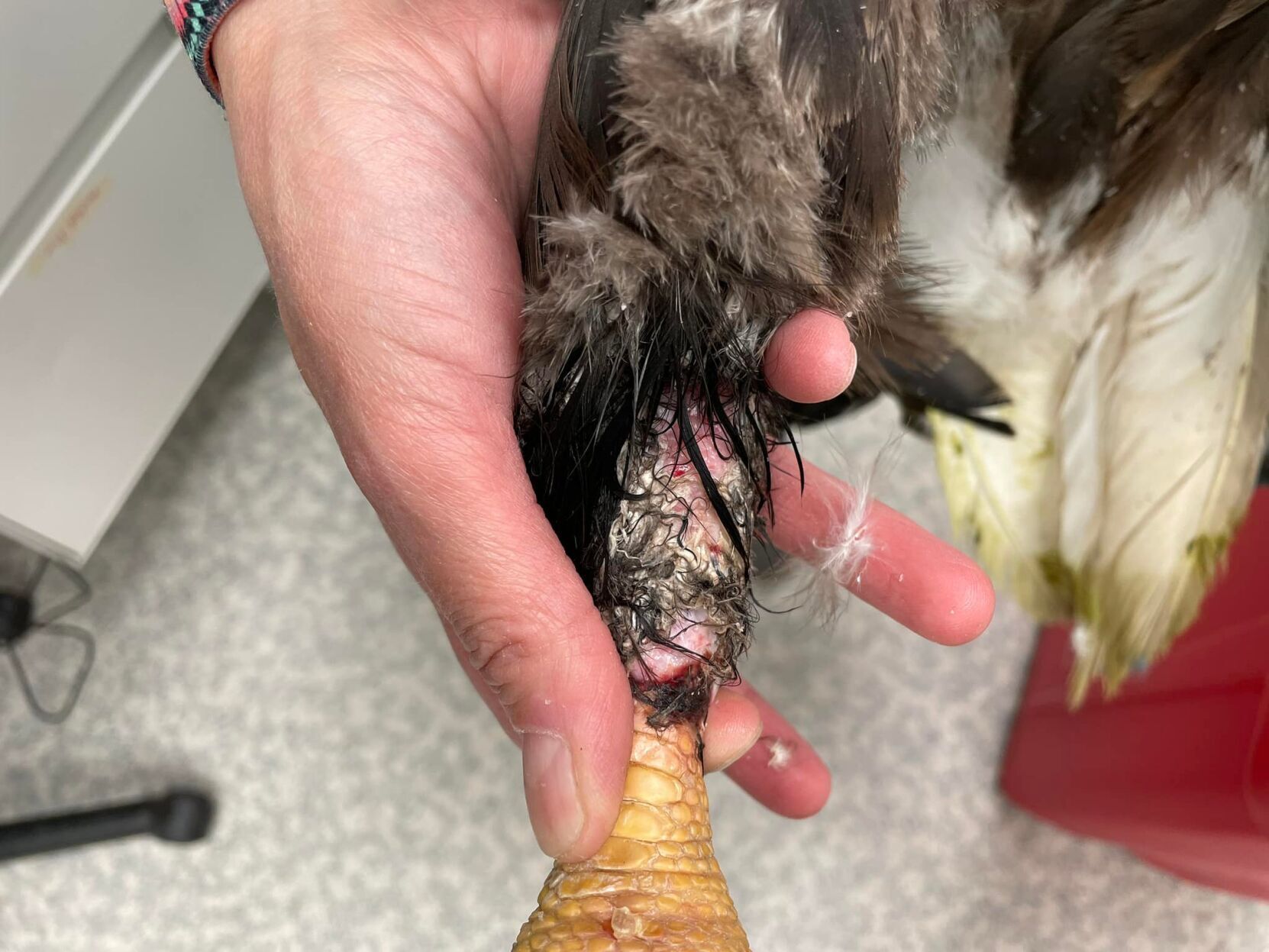 Eagle injury
